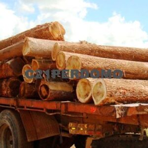 Projet forestier